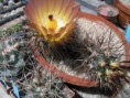 /album/fotogaleria/austrocactus-bertinii-jpg/
